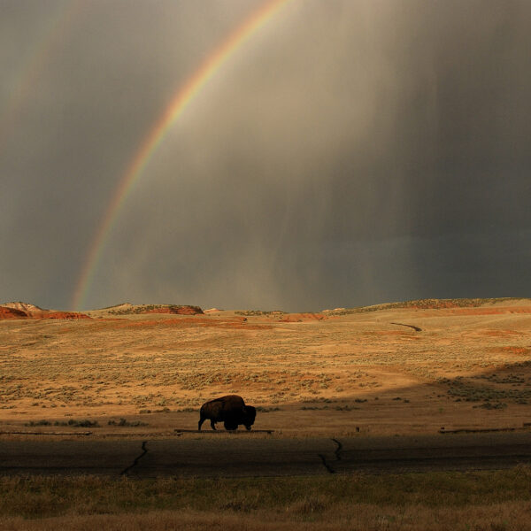 Buffalo Rainbows